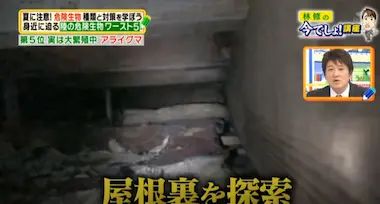 駆除ザウルス 今でしょ！出演